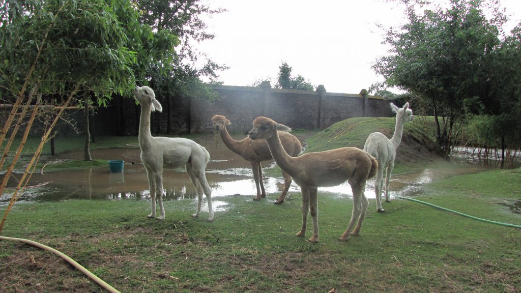 Na een stortbui bij bamby alpaca farm staat de wei mooi blank en de alpaca's genieten.