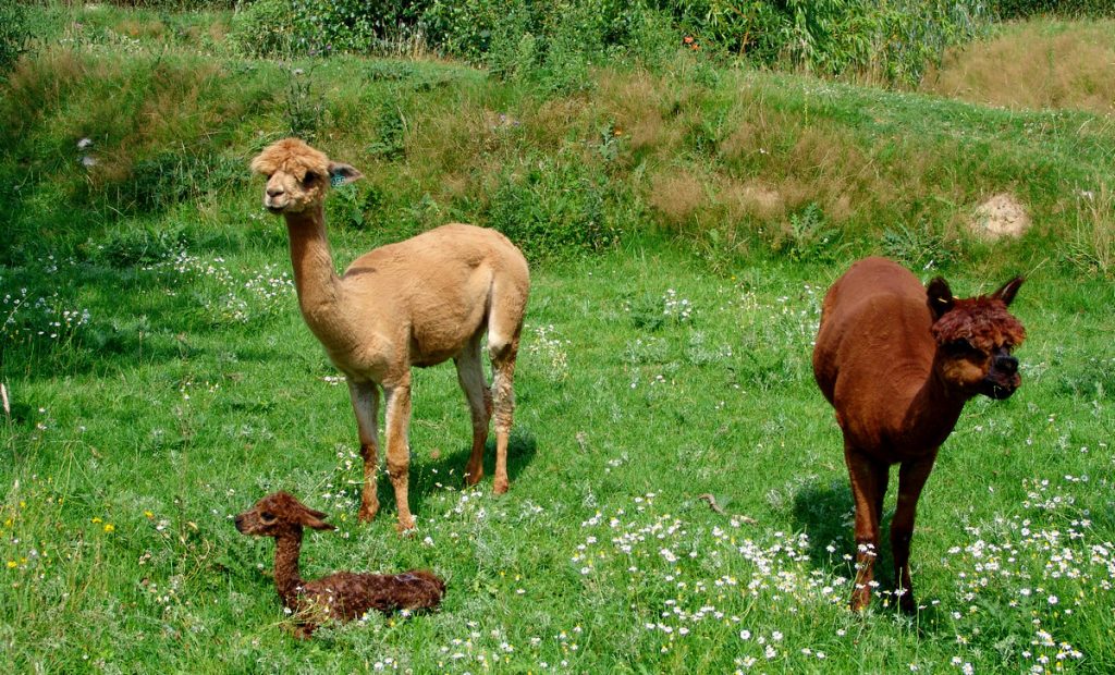 In juni 2008 schenkt alpaca merrie Adoni ons de eerste cria.