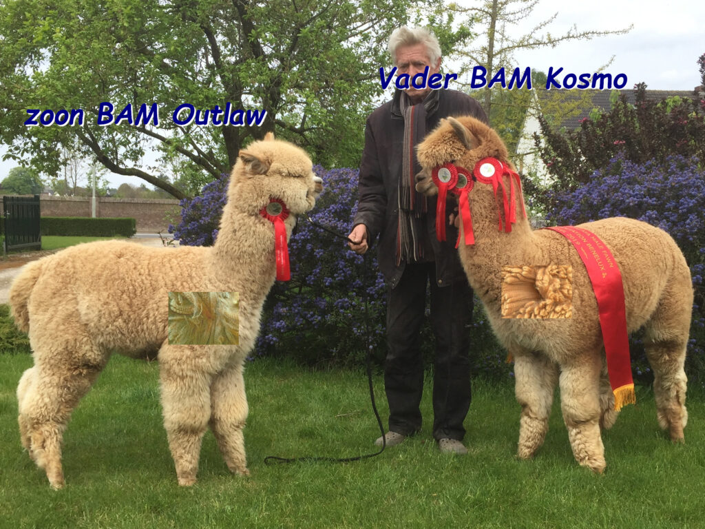 Fawn alpaca dekhengst BAM Kosmo en zoon BAM Outlaw.