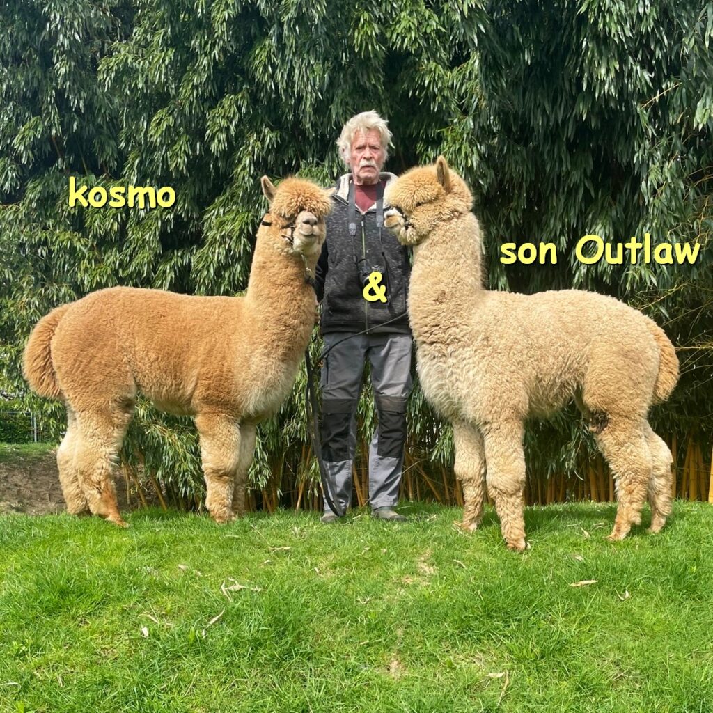 Dekhengst BAM Kosmo en zoon BAM Outlaw van Bamby Alpaca Farm