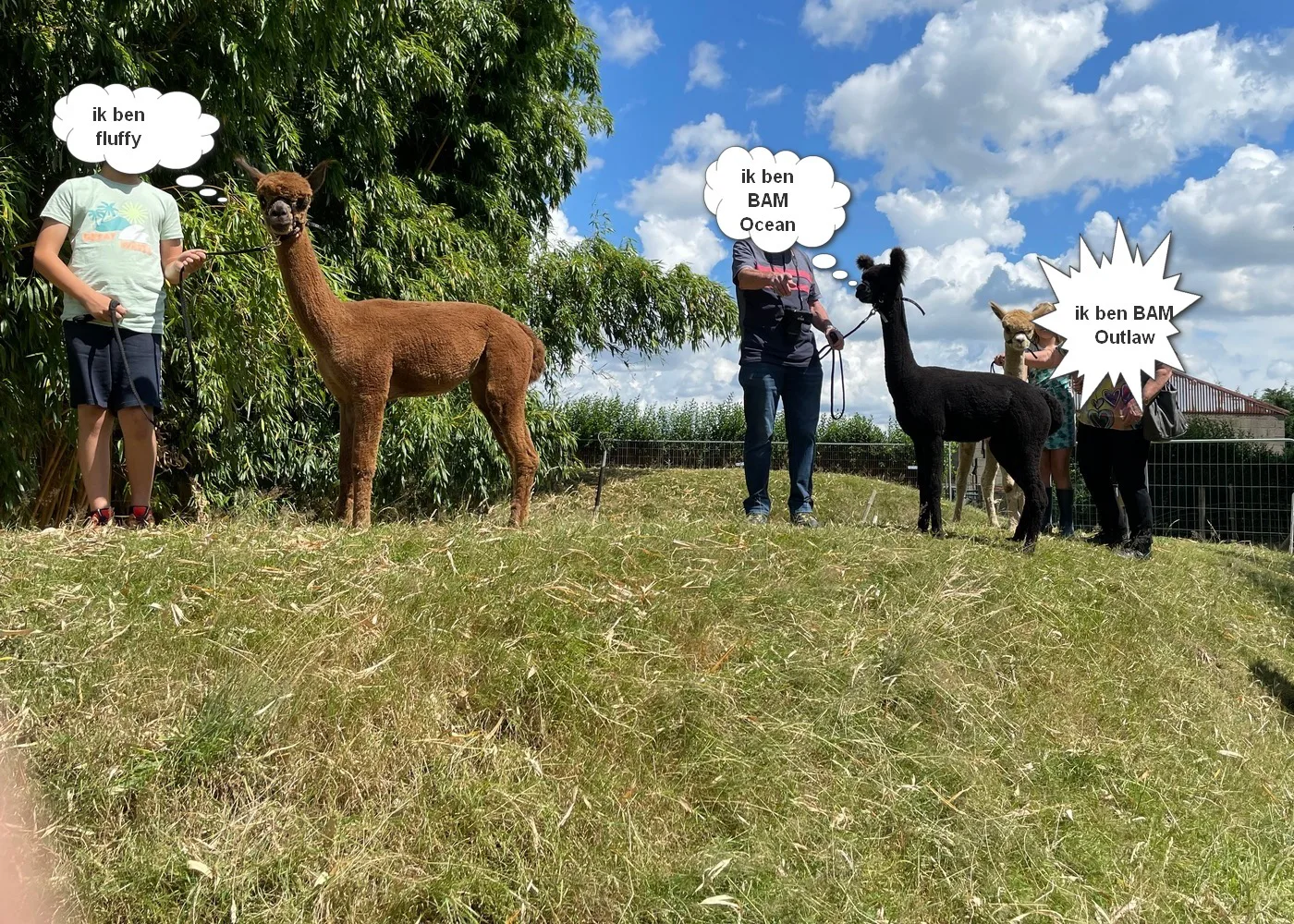 Deelnemers aan een rondleiding op Bamby Alpaca Farm wandelen met alpaca's over de bamboe dijk.