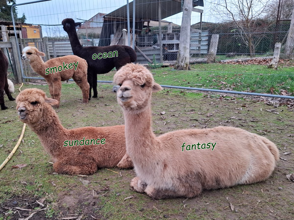 BAM Sundance met moeder BAM Fantasy en BAM Smokey met moeder BAM Ocean