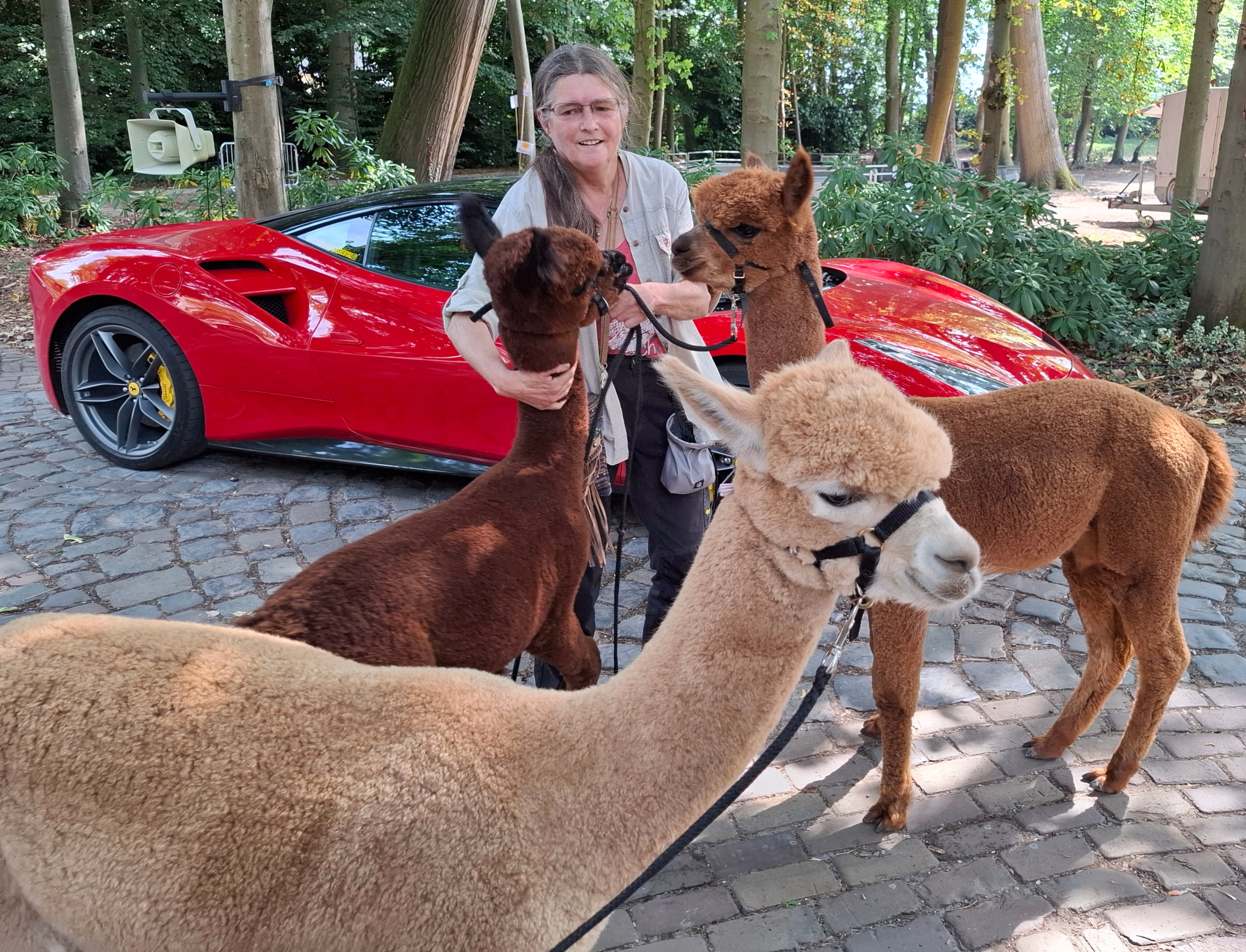 Het zit erop. We gaan naar huis. Het 40 ste Internationale Maltacamp zit erop voor ons en de alpaca's. Wij gaan naar huis. Tot volgend jaar in Spanje?