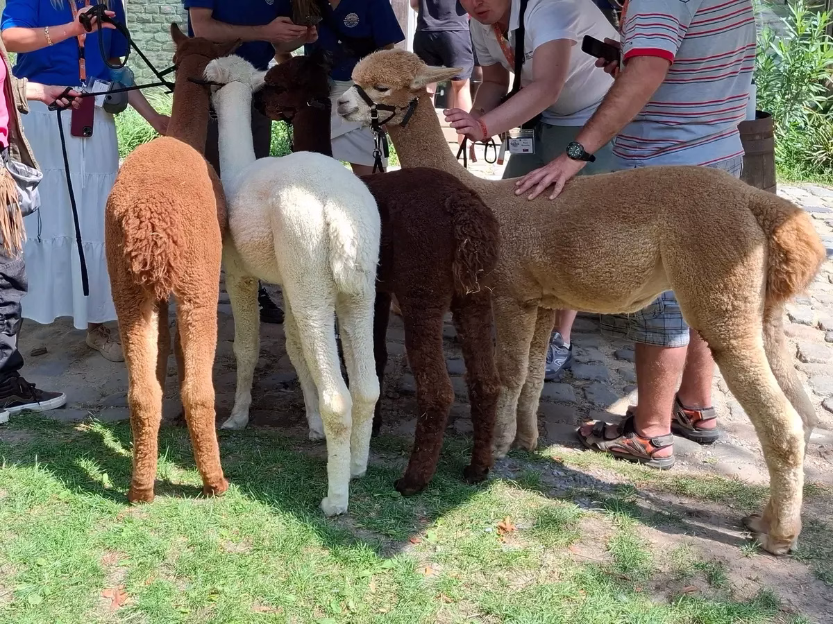 Rocky,Rambo,Rebel en Reggie op het maltacamp in Baarlo.