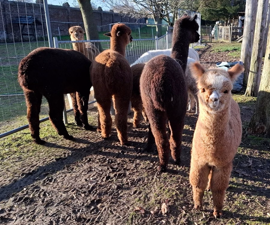 BAM Smokey komt van uit de groep naar mij toe. 