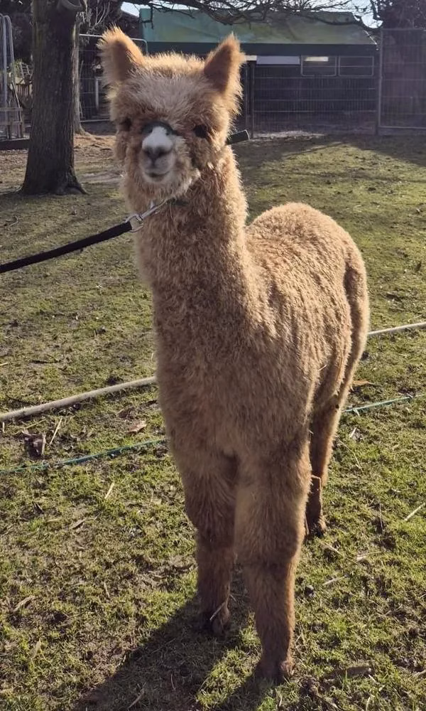 Smokey leert aan het halster te lopen.