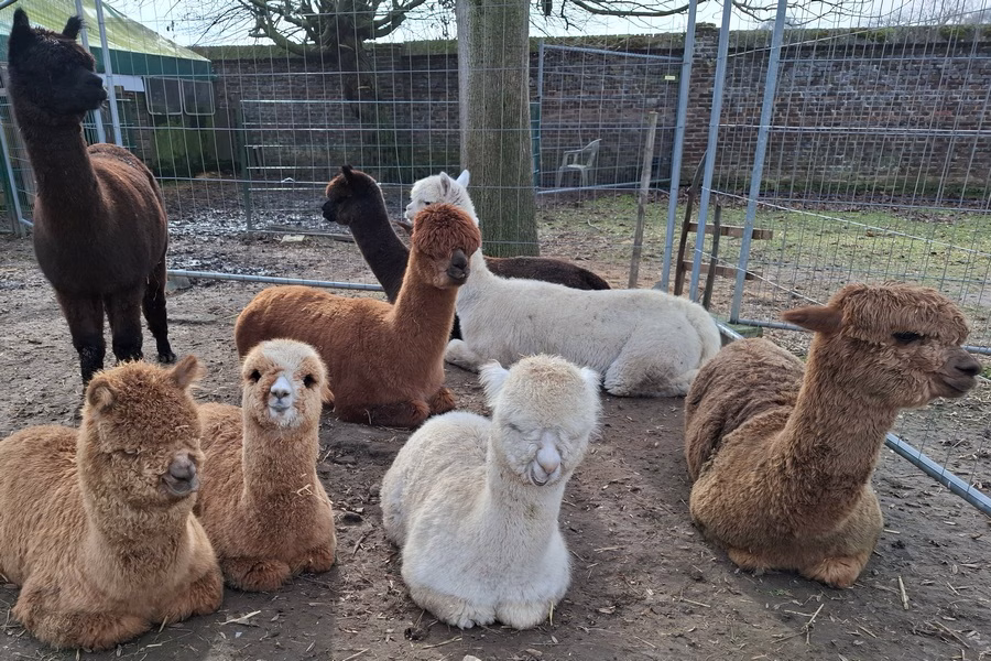 Deze groep merries met de drie veulens van andere merries helpen U op weg naar de unieke alpaca beleving.