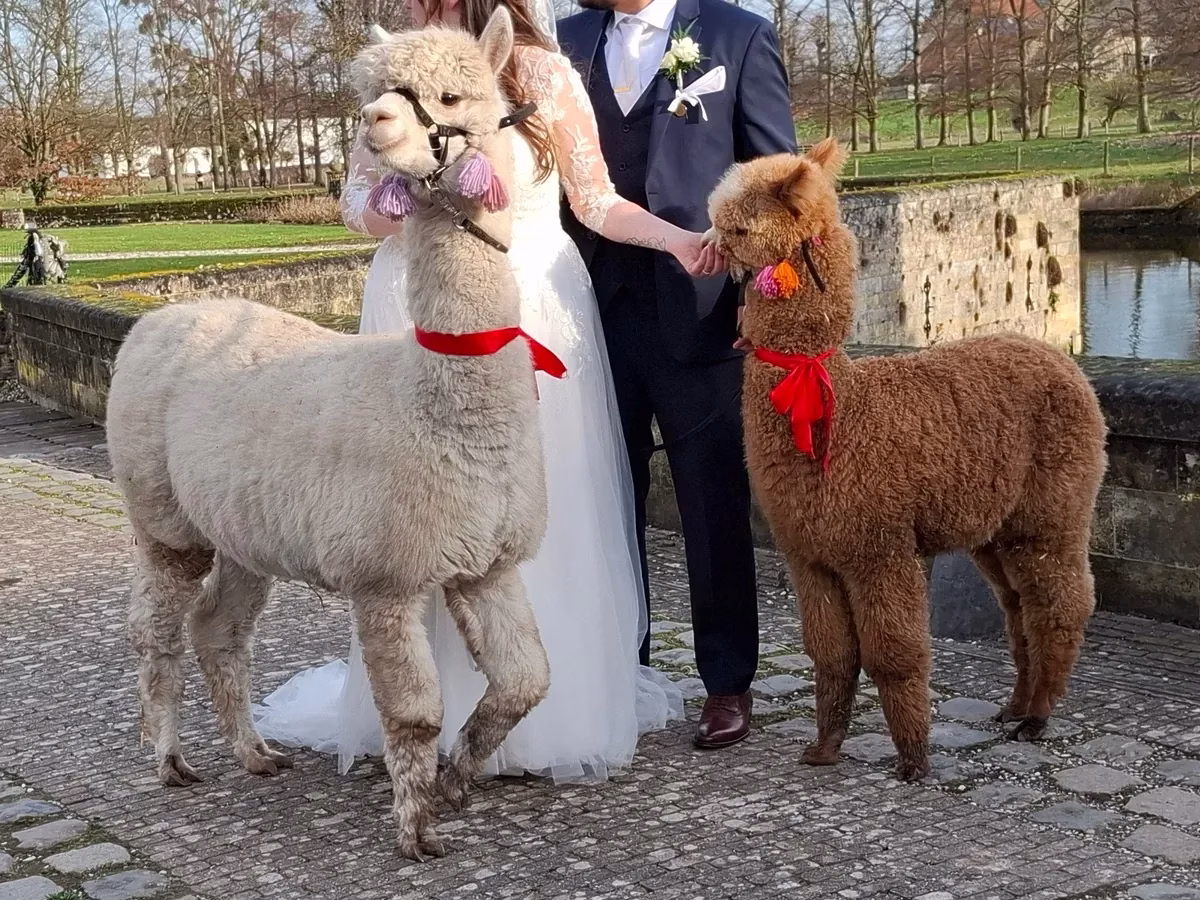 Onze alpacas komen graag naar jou toe om iets extra's toe te voegen aan jouw bruiloft.