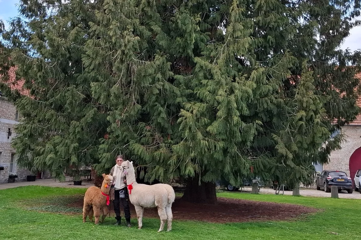 Alpaca's komen graag naar jou voor een foto shoot als je gaat trouwen.